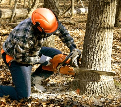 Tree Removal in Melbourne, AR